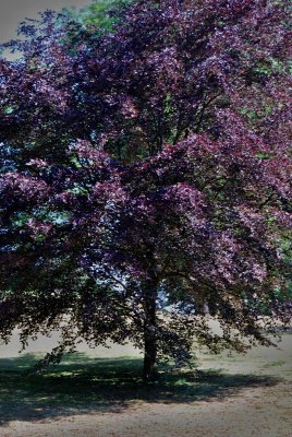 Fagus sylvatica 'Tricolor' - dub lesní - letní habitus (117)